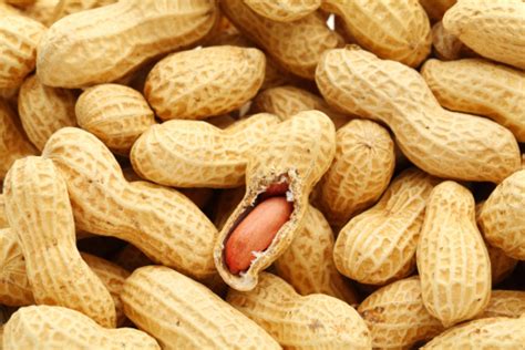 what is generic engenered peanuts are they dangerous